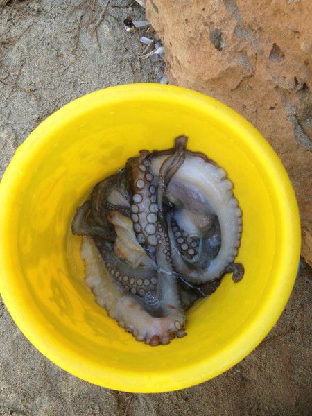 Галина Кошко