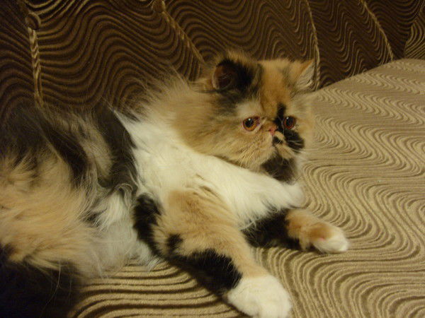 Анастасия Шиянова