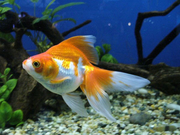 Ирина Родионова