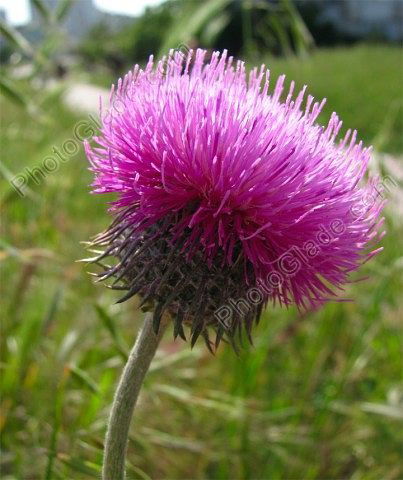 Твоё Солнышко