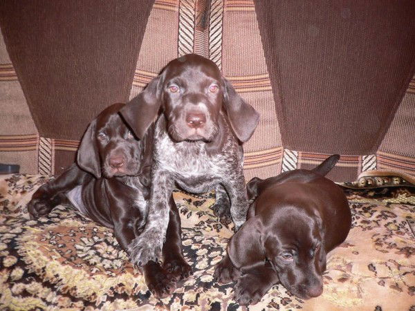 Алексей Петрухин