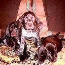 Алексей Петрухин