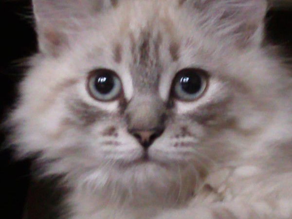 Ольга Мыльникова