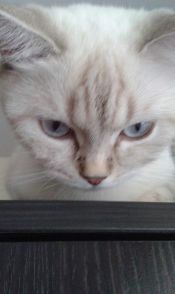 Юлия Калайтан