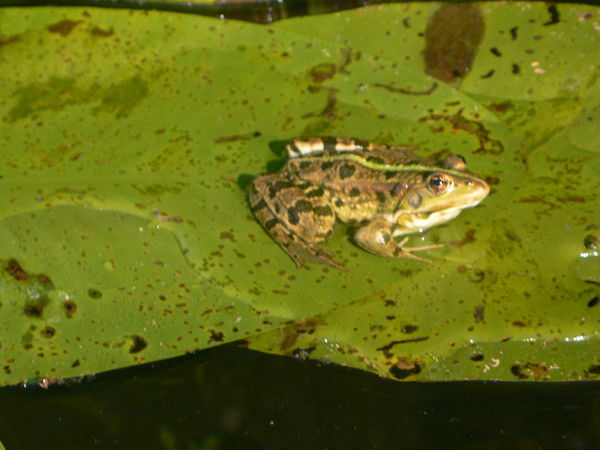 Ирина Михальченкова