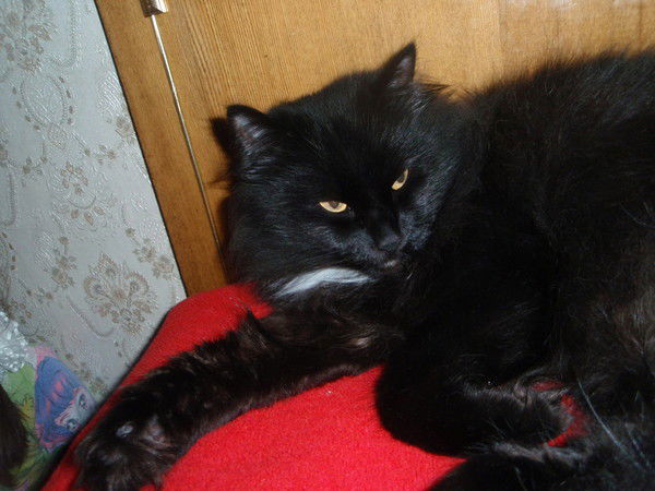 Алексей Касимов