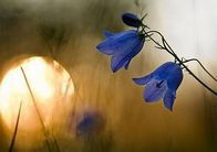 Анна Каримова