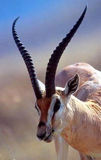 Людмила Игнатченко