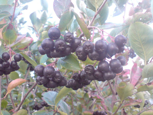 Алексей Головкин