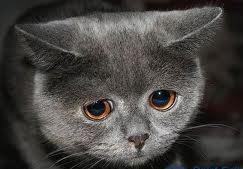 Настасья Ручкина