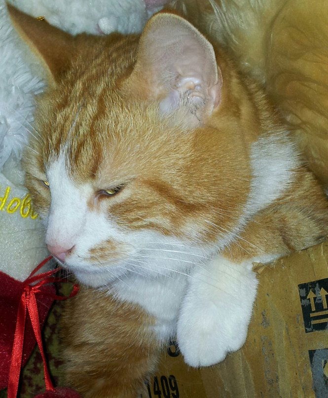 Елена Янкевич