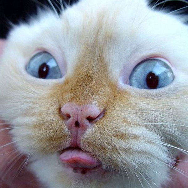 Владимир Овченко