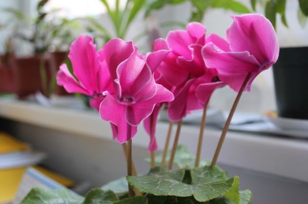 Лариса Коршун