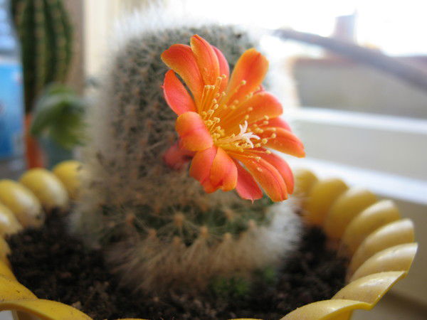 Алла Тарасевич