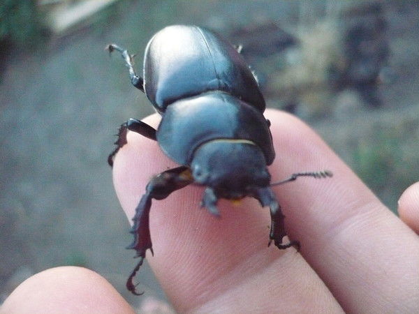 Алексей Лаврентьев