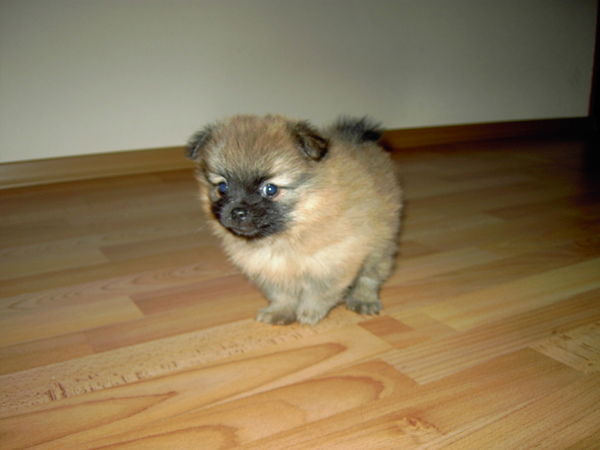 Светлана Белая