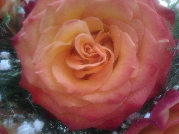 Наталья Харланова