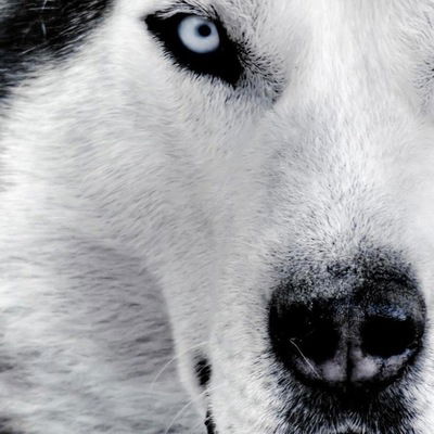 Костя Дмитрияди