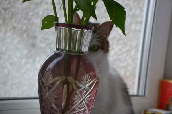 Александр Костромов