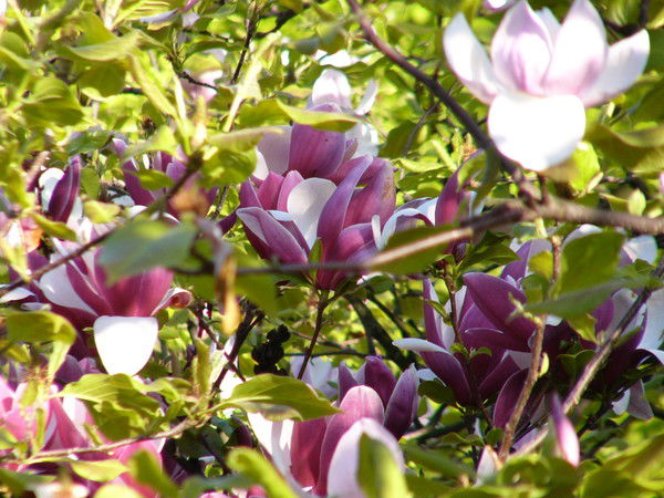 Алексеева Татьяна