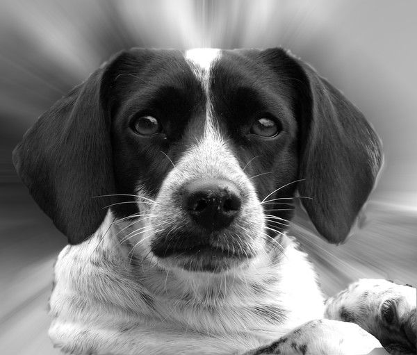 Клеопатра Каренина