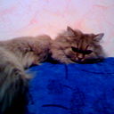 ===@lex Sergeev===