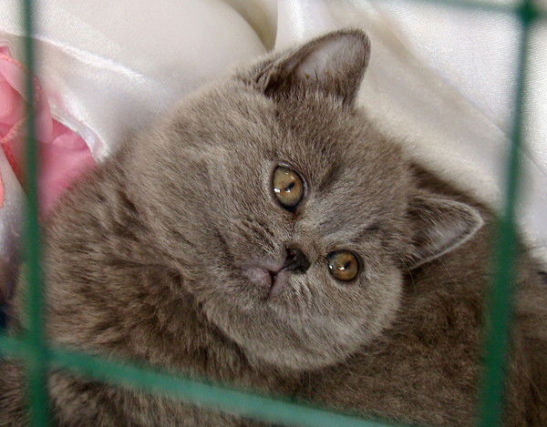 Киска -Котя