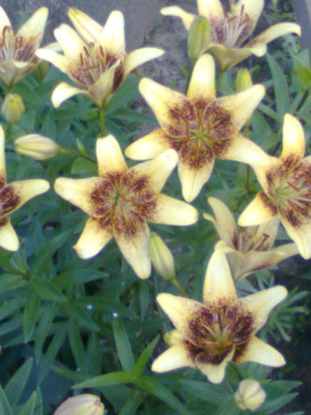 Галина Яшмолкина