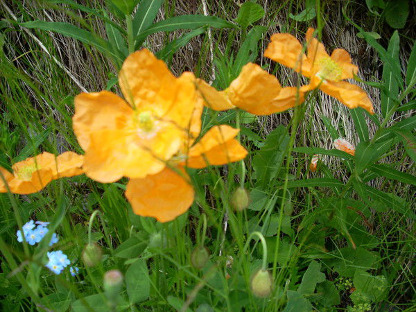 Юлия Гольцова