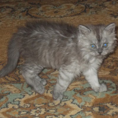 Маргарита Гилязетдинова