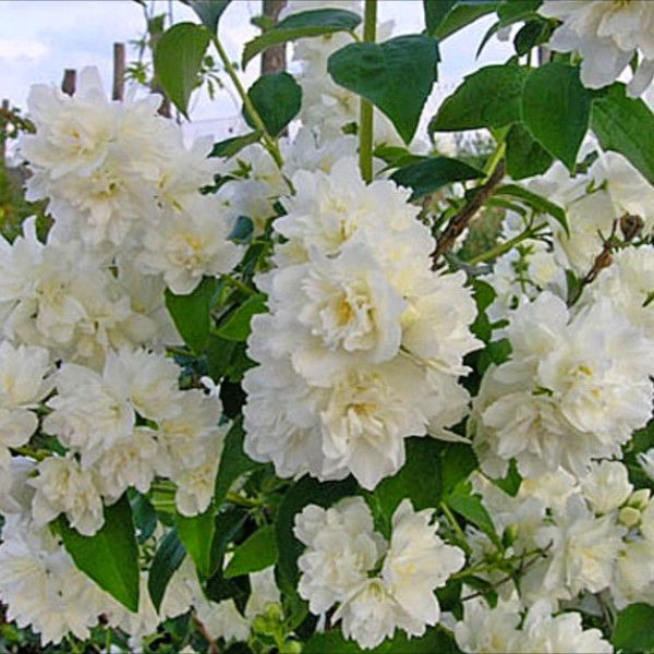 Ольга Мараева