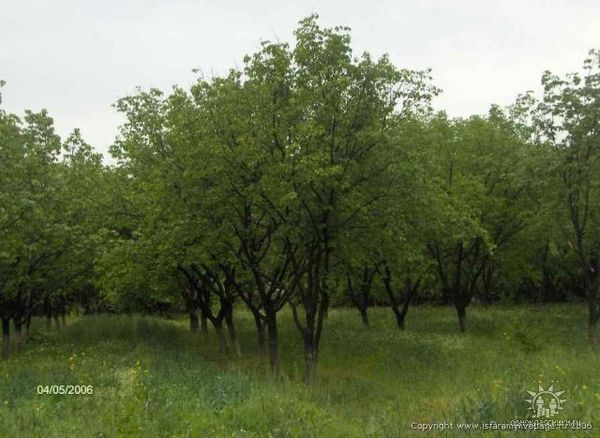 Эльмира Баймирзоева