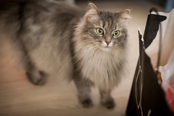 Анастасия Бордачева