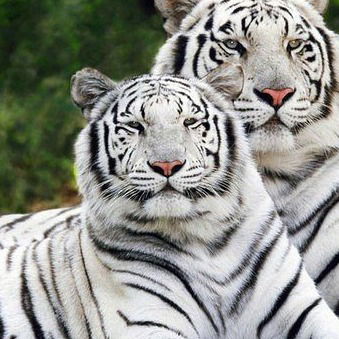 Ирина Владимировна