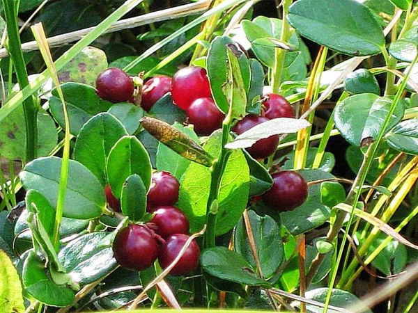 Павел Мяндин