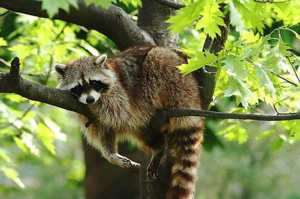 Александр Вдовин