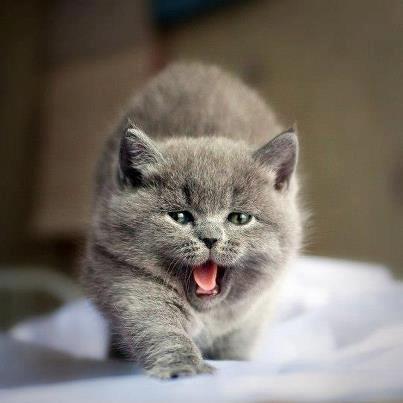 Фиала Чернявская