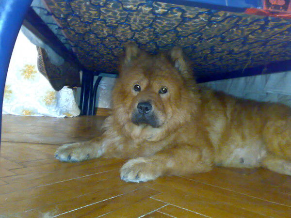 Алла Маковка