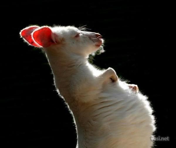 Ксения Шогина