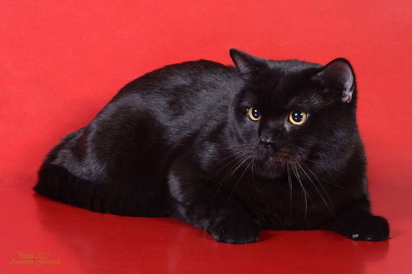 Юлия Денисова