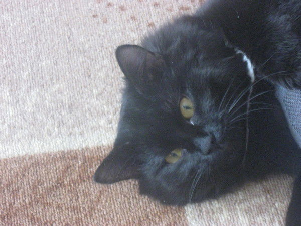 Юлия Посохова