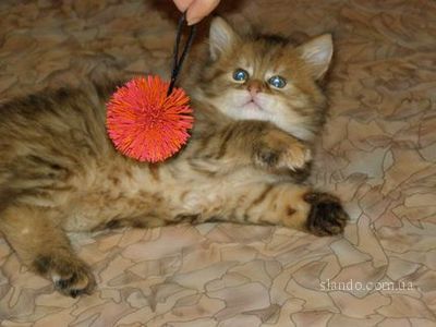 Оксана Огарёва