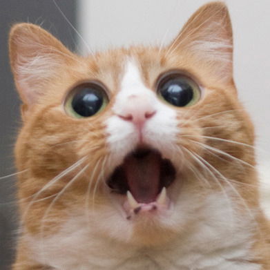 Кот Матроскин