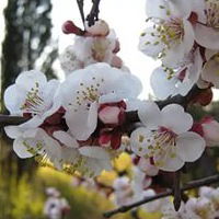 Алина Абузярова