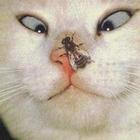 Виктория Михасёва