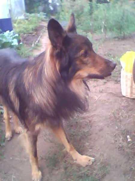 Константин Гогин