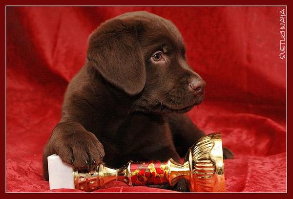 Даша Сидорова