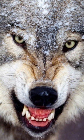 Радик Басыров