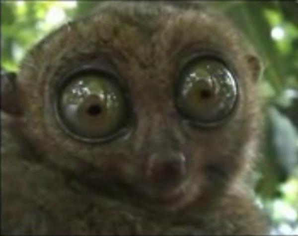 Алексей Бахтин