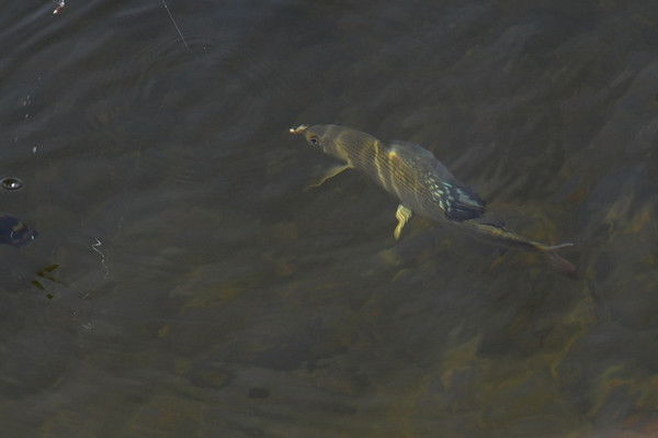 Андрей Кряжев